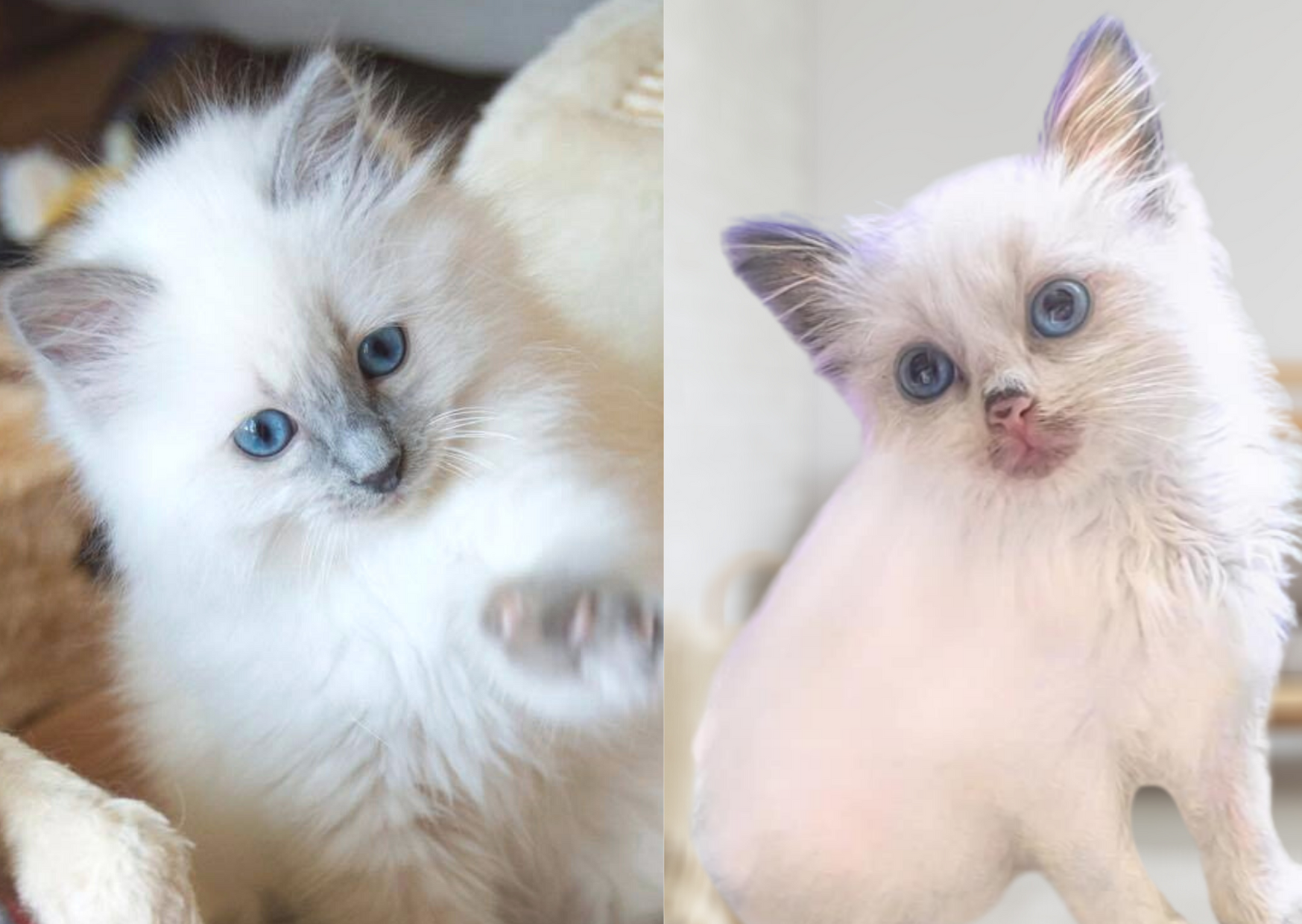 What are Papers and Do I Need Them For My Pedigree Kitten